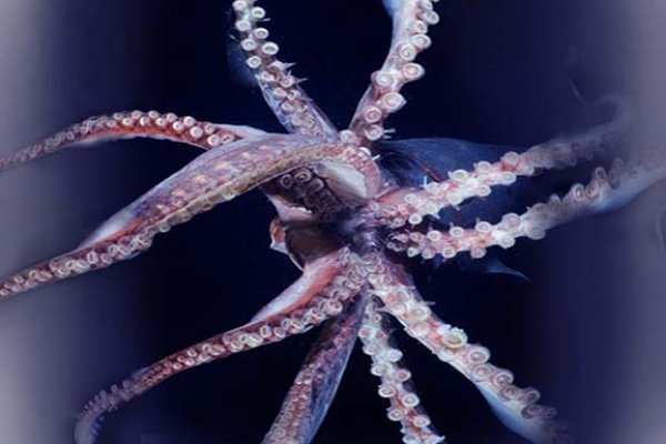 Кракен вход ссылка kraken torion net