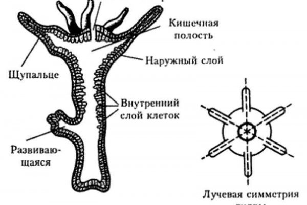 Кракен адрес даркнет